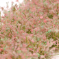 Preview: Poppy Mix