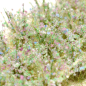 Preview: Kornblumen