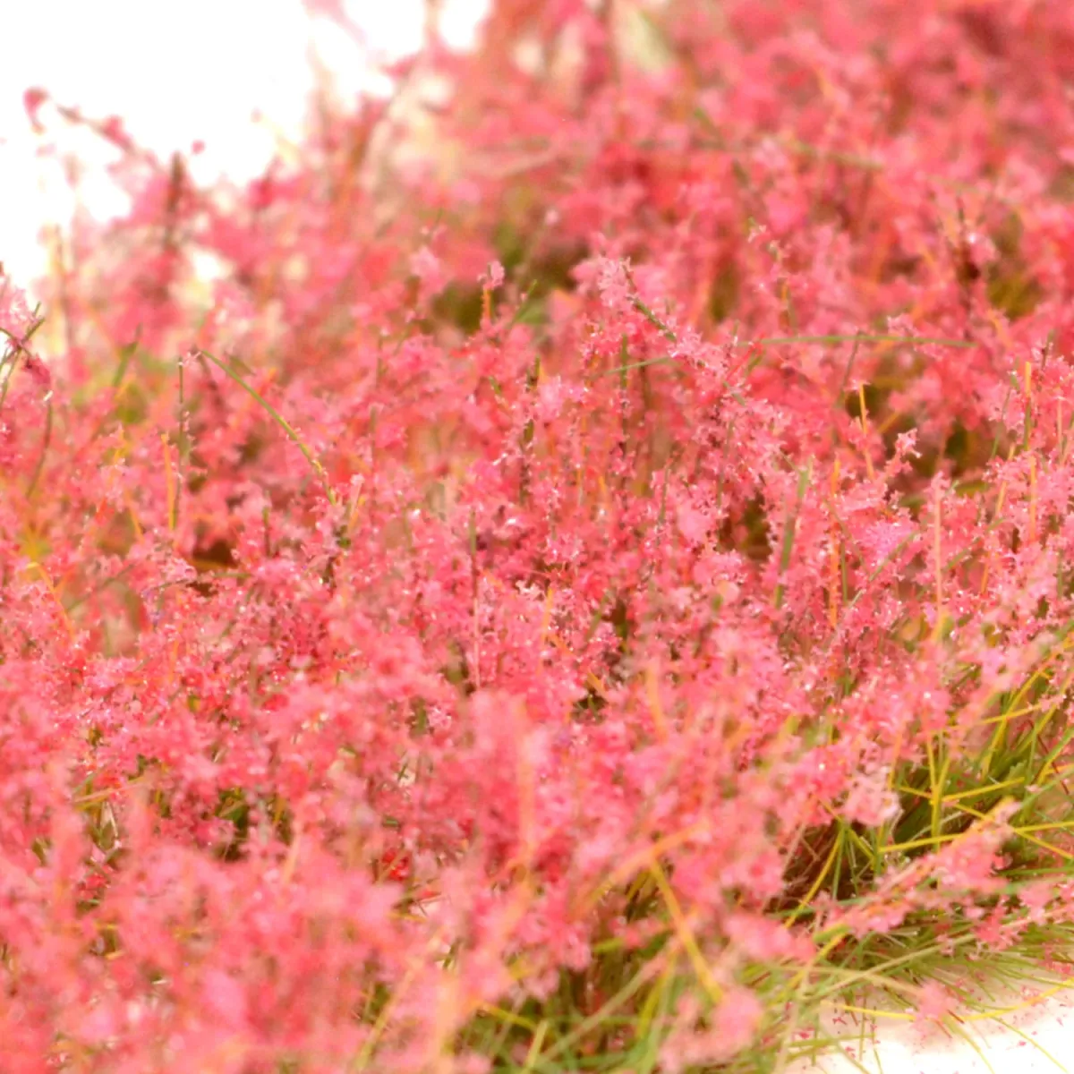 Hohe Wildgrasbüschel 12 mm – Heidekraut - natürliche hohe Vegetation für Diorama und Tabletop Landschaften