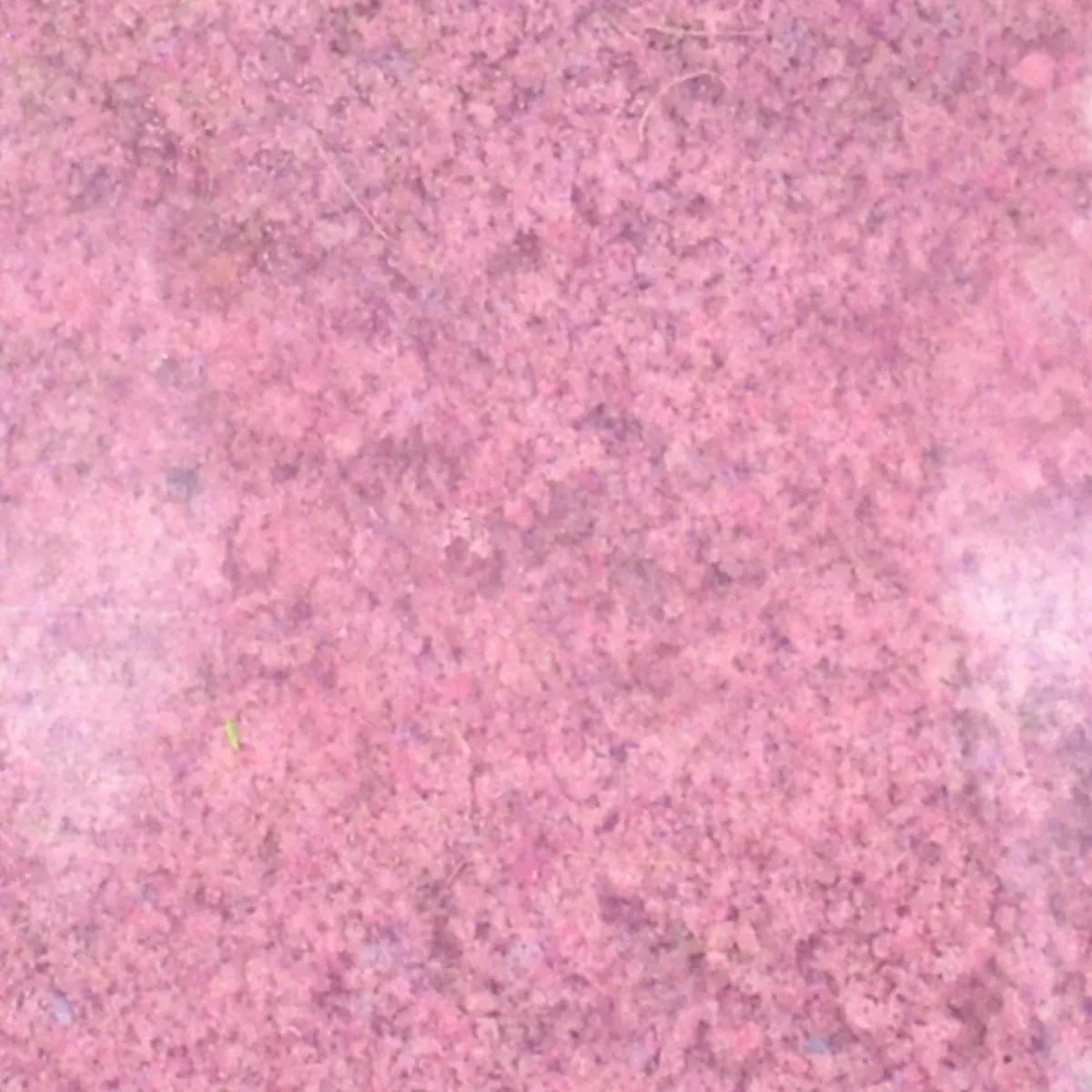 Flock – Streumaterial für realistische Beflockung - im Modellbau und Diorama Blütenflock - Bordeaux